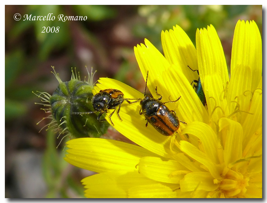 I primi Cryptocephalus del 2008: C. rugicollis (Chrysomel.)